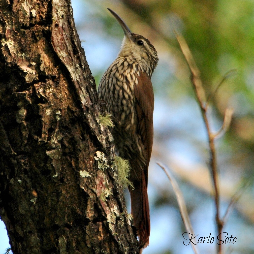White-striped Woodcreeper photo
