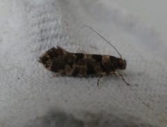 Parochmastis hilderi