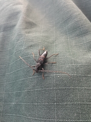 Phoracantha punctata