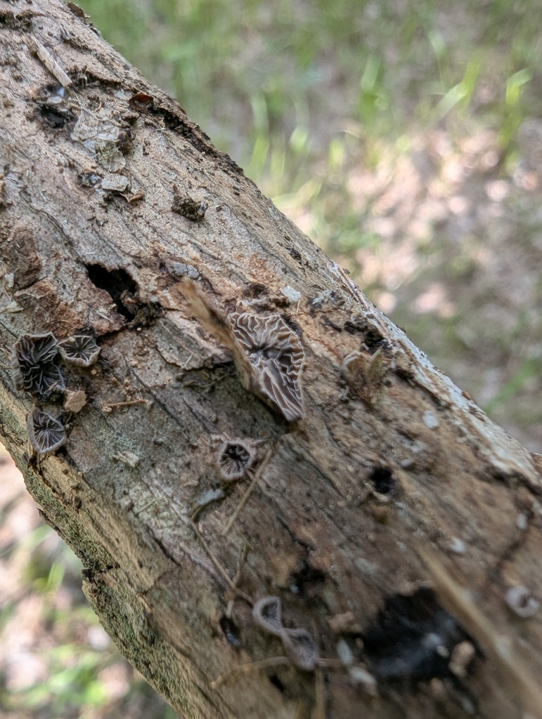 Resupinatus applicatus · September 2025 · photo: © atsushi_nakajima_cirque (iNaturalist, cc-by)