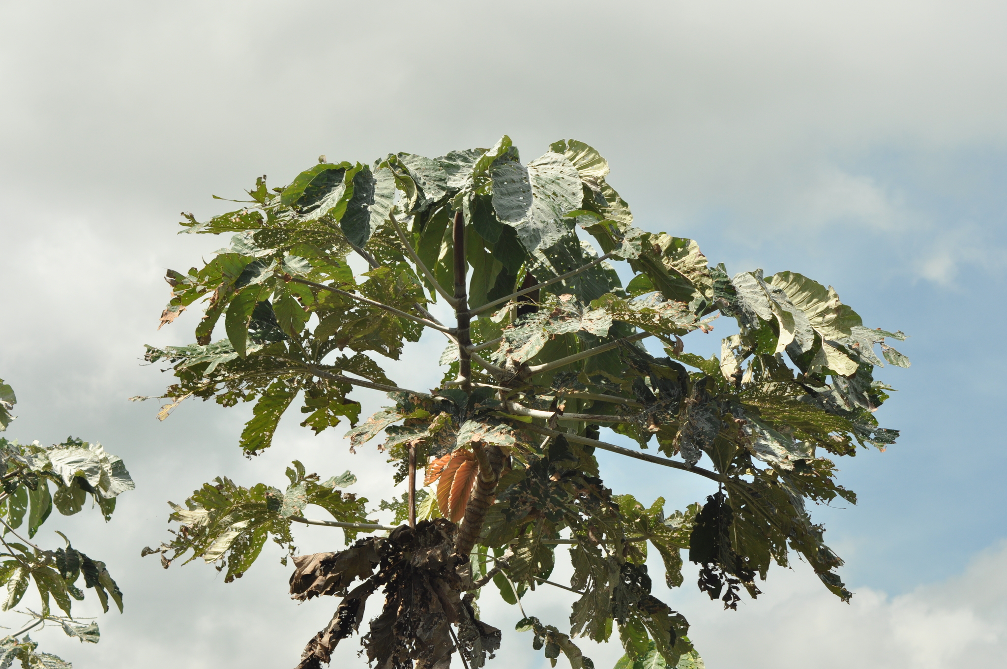 Cecropia hololeuca