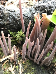 Alloclavaria purpurea