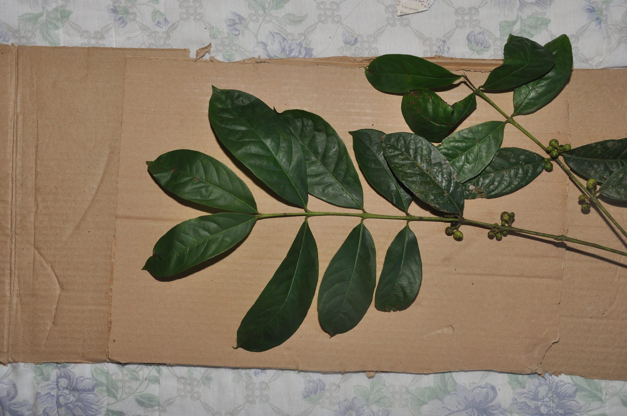 Siparuna guianensis