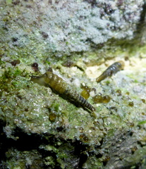 Brachypodella