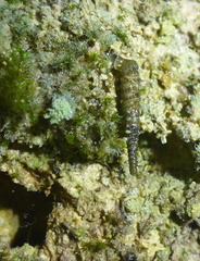 Brachypodella