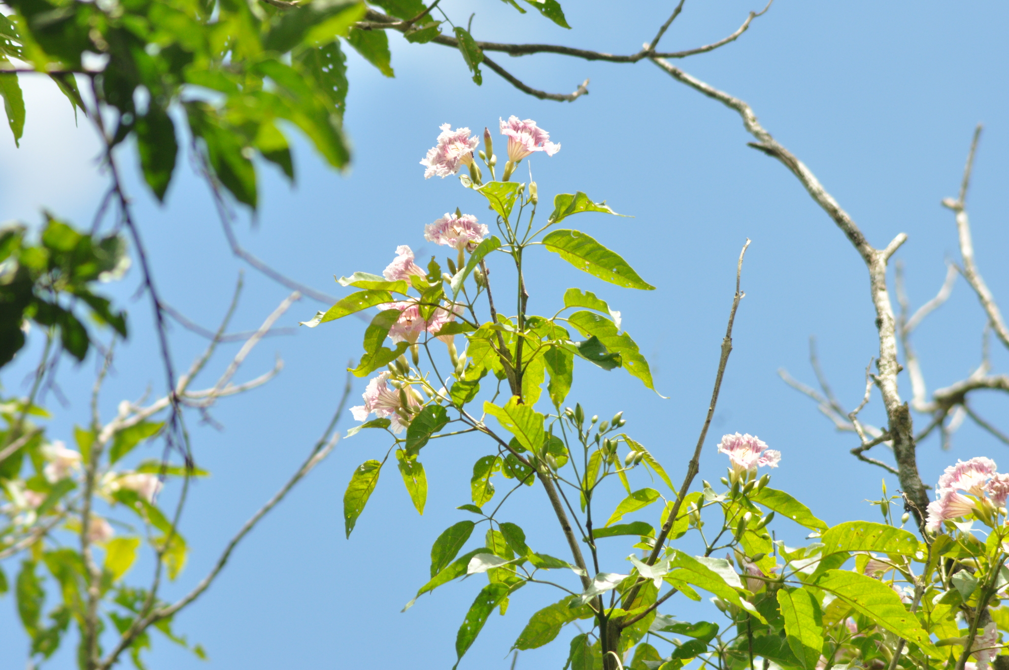 Sparattosperma leucanthum