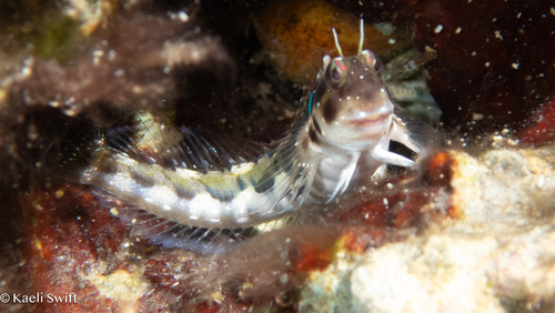Rhabdoblennius snowi observed 2025-09-06