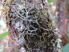 Heterodermia leucomelos