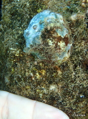 Spondylus violacescens