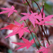 Japanese Maple - Photo (c) Katja Schulz, some rights reserved (CC BY)