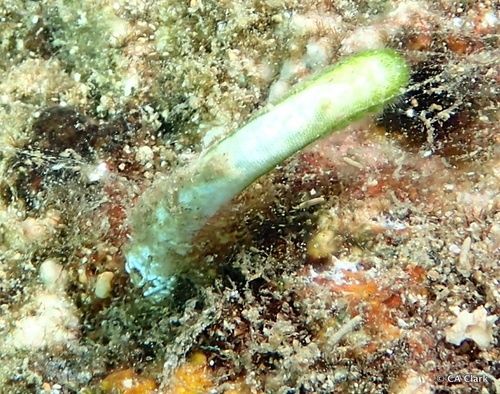 Neomeris annulata observed 2019-10-24