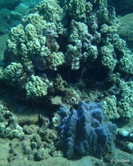 Porites lobata