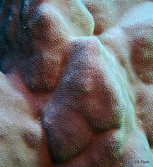 Porites lobata