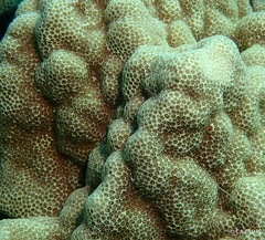 Porites lobata