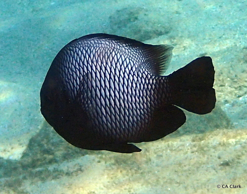 Hawaiian Dascyllus