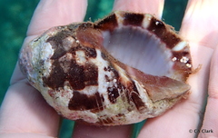 Menathais intermedia