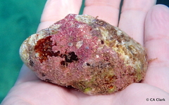 Menathais intermedia