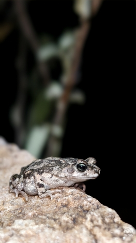 Günther's Toad