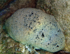 Holothuria whitmaei