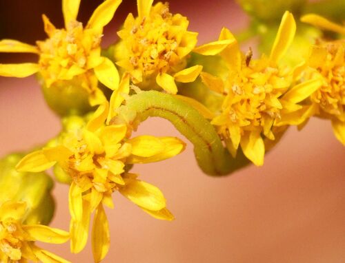 Chlorochlamys chloroleucaria photographed on goldenrod