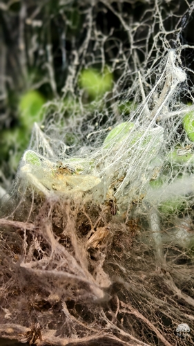 Indian Cooperative Spider