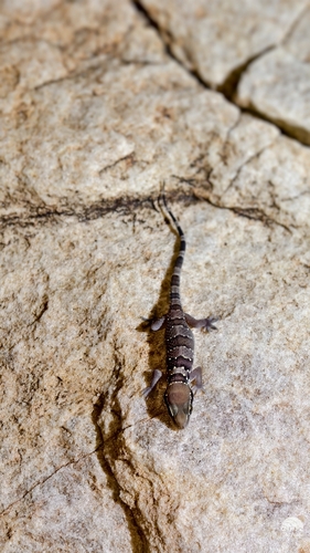 Blotched house gecko