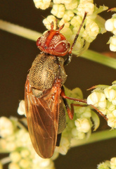 Tetanops luridipennis