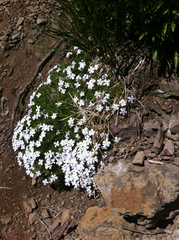 Phlox diffusa longistylis
