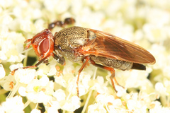 Tetanops luridipennis