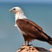 Brahminy Kite - Photo (c) Dougal Townsend, some rights reserved (CC BY-NC), uploaded by Dougal Townsend