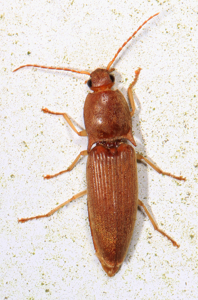 Monocrepidius lividus