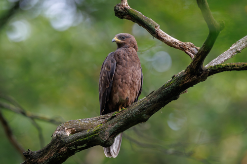 Falco pecchiaiolo