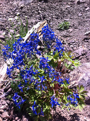 Delphinium glareosum