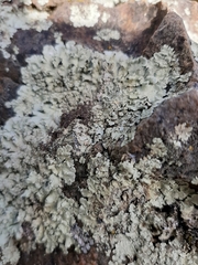 Xanthoparmelia scabrosa