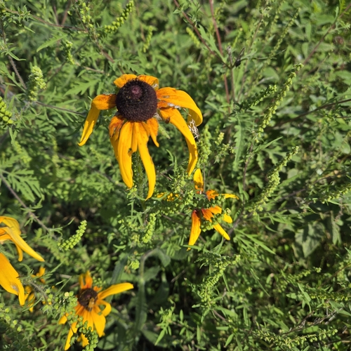 Rudbeckia