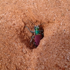 Cicindela scutellaris scutellaris