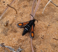 Euhagena nebraskae