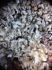 Xanthoparmelia scabrosa