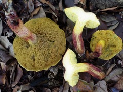 Xerocomellus armeniacus