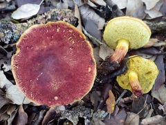 Xerocomellus armeniacus