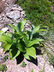 Veratrum viride eschscholtzianum