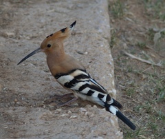 Upupa epops