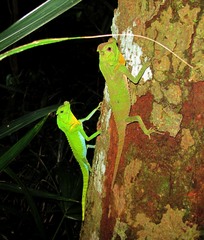 Lyriocephalus scutatus