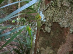 Lyriocephalus scutatus