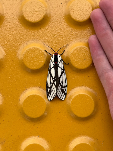 milky tiger moth