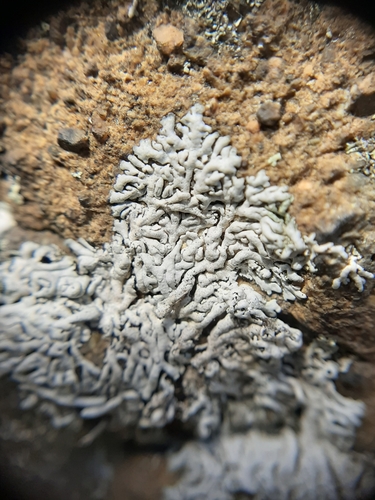 Blue-gray Rosette Lichen