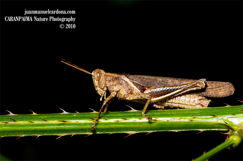 Abracris