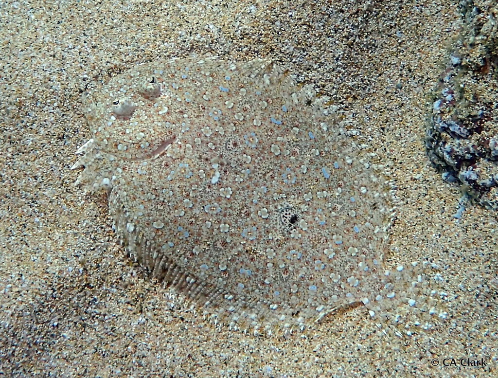Panther Flounder