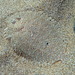 Bothus pantherinus - Photo (c) sea-kangaroo, algunos derechos reservados (CC BY-NC-ND), subido por sea-kangaroo
