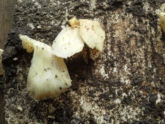Fungi